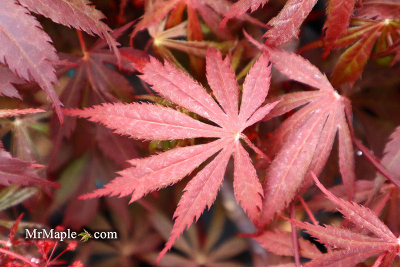 - FOR PICK UP ONLY | Acer palmatum 'Red Bird' Japanese Maple Tree | DOES NOT SHIP - Mr Maple │ Buy Japanese Maple Trees