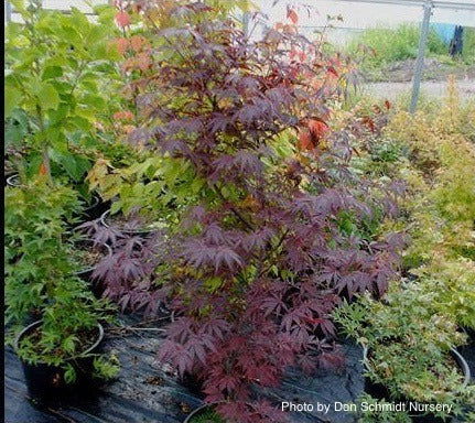 - FOR PICK UP ONLY | Acer palmatum 'Red Bird' Japanese Maple Tree | DOES NOT SHIP - Mr Maple │ Buy Japanese Maple Trees