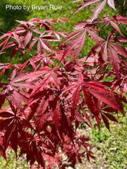 - FOR PICK UP ONLY | Acer palmatum 'Red Bird' Japanese Maple Tree | DOES NOT SHIP - Mr Maple │ Buy Japanese Maple Trees