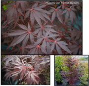 - FOR PICK UP ONLY | Acer palmatum 'Red Bird' Japanese Maple Tree | DOES NOT SHIP - Mr Maple │ Buy Japanese Maple Trees