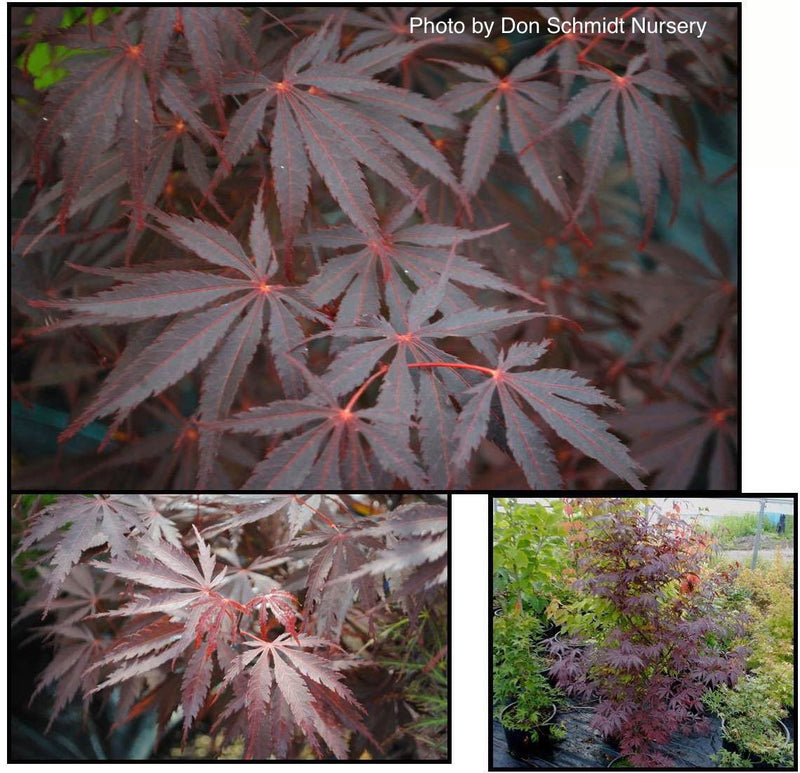 - FOR PICK UP ONLY | Acer palmatum 'Red Bird' Japanese Maple Tree | DOES NOT SHIP - Mr Maple │ Buy Japanese Maple Trees