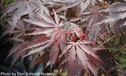 - FOR PICK UP ONLY | Acer palmatum 'Red Bird' Japanese Maple Tree | DOES NOT SHIP - Mr Maple │ Buy Japanese Maple Trees
