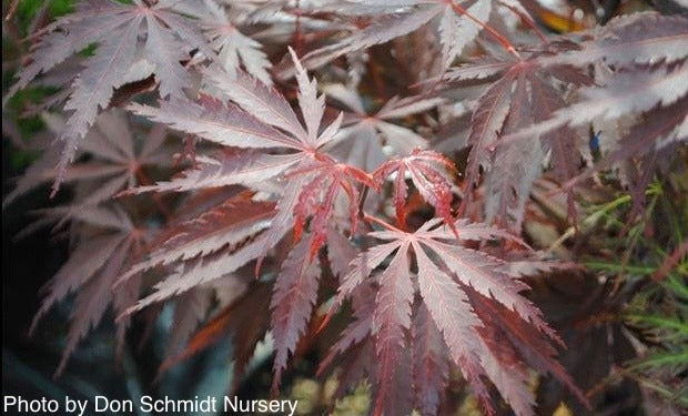 - FOR PICK UP ONLY | Acer palmatum 'Red Bird' Japanese Maple Tree | DOES NOT SHIP - Mr Maple │ Buy Japanese Maple Trees