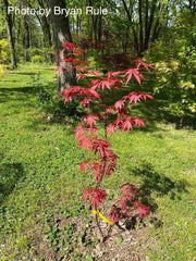 - FOR PICK UP ONLY | Acer palmatum 'Red Bird' Japanese Maple Tree | DOES NOT SHIP - Mr Maple │ Buy Japanese Maple Trees