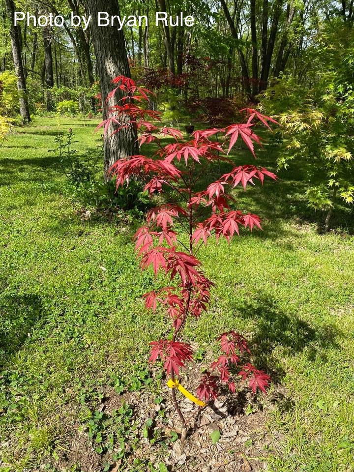 - FOR PICK UP ONLY | Acer palmatum 'Red Bird' Japanese Maple Tree | DOES NOT SHIP - Mr Maple │ Buy Japanese Maple Trees