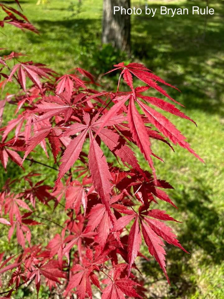 - FOR PICK UP ONLY | Acer palmatum 'Red Bird' Japanese Maple Tree | DOES NOT SHIP - Mr Maple │ Buy Japanese Maple Trees