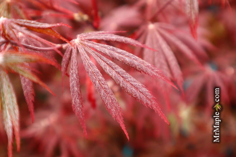 - FOR PICK UP ONLY | Acer palmatum 'Red Bird' Japanese Maple Tree | DOES NOT SHIP - Mr Maple │ Buy Japanese Maple Trees