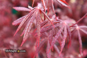 - FOR PICK UP ONLY | Acer palmatum 'Red Bird' Japanese Maple Tree | DOES NOT SHIP - Mr Maple │ Buy Japanese Maple Trees