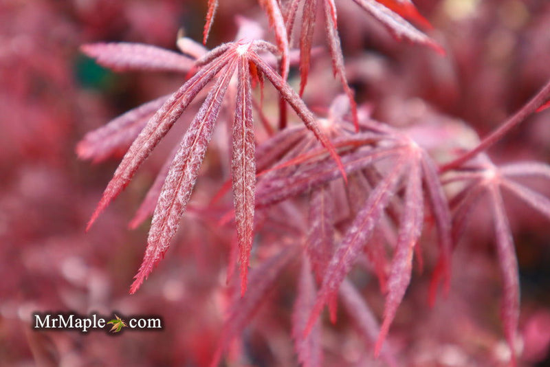 - FOR PICK UP ONLY | Acer palmatum 'Red Bird' Japanese Maple Tree | DOES NOT SHIP - Mr Maple │ Buy Japanese Maple Trees