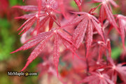 - FOR PICK UP ONLY | Acer palmatum 'Red Bird' Japanese Maple Tree | DOES NOT SHIP - Mr Maple │ Buy Japanese Maple Trees