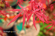 - FOR PICK UP ONLY | Acer palmatum 'Red Bird' Japanese Maple Tree | DOES NOT SHIP - Mr Maple │ Buy Japanese Maple Trees