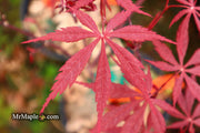 - FOR PICK UP ONLY | Acer palmatum 'Red Bird' Japanese Maple Tree | DOES NOT SHIP - Mr Maple │ Buy Japanese Maple Trees