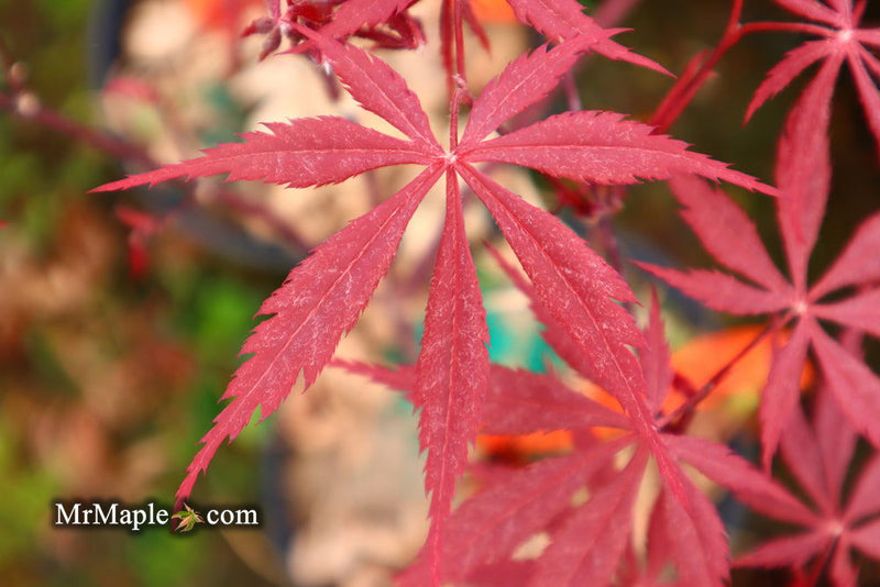 - FOR PICK UP ONLY | Acer palmatum 'Red Bird' Japanese Maple Tree | DOES NOT SHIP - Mr Maple │ Buy Japanese Maple Trees