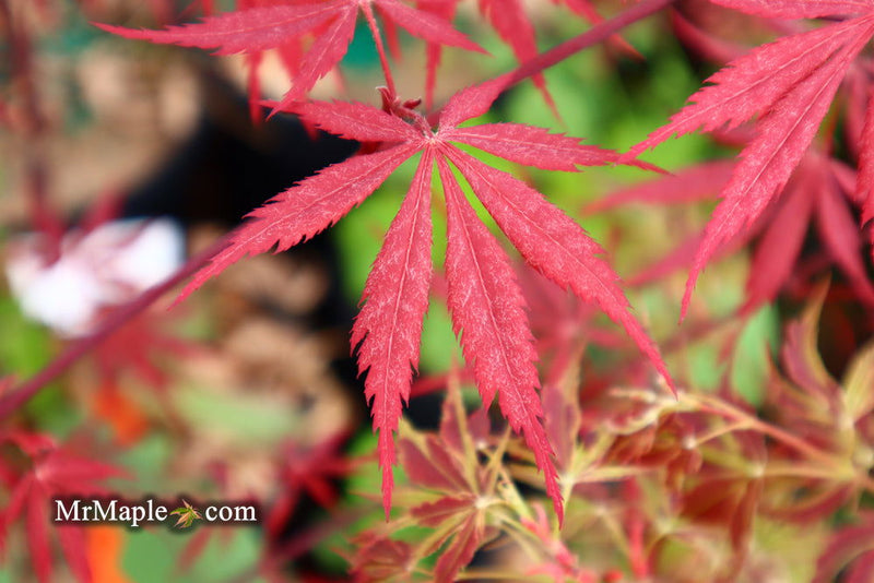 - FOR PICK UP ONLY | Acer palmatum 'Red Bird' Japanese Maple Tree | DOES NOT SHIP - Mr Maple │ Buy Japanese Maple Trees
