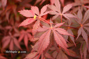 - FOR PICK UP ONLY | Acer palmatum 'Red Bird' Japanese Maple Tree | DOES NOT SHIP - Mr Maple │ Buy Japanese Maple Trees