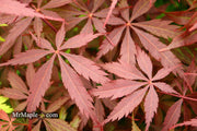 - FOR PICK UP ONLY | Acer palmatum 'Red Bird' Japanese Maple Tree | DOES NOT SHIP - Mr Maple │ Buy Japanese Maple Trees