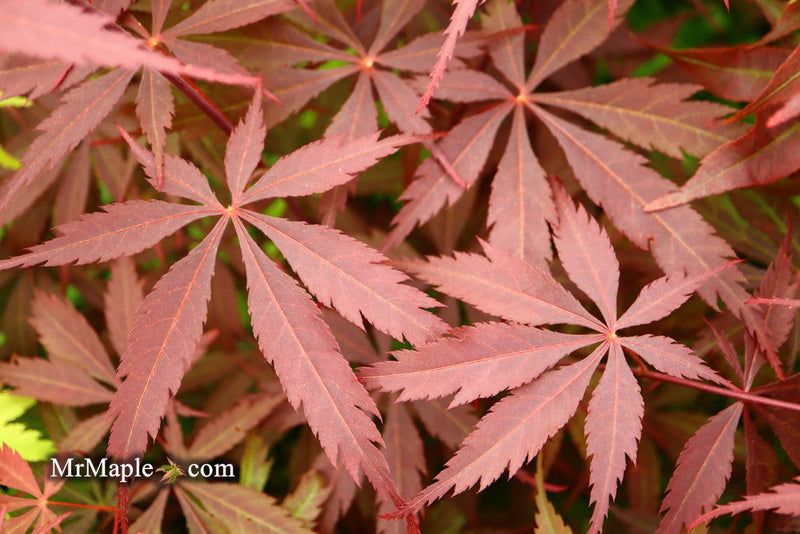 - FOR PICK UP ONLY | Acer palmatum 'Red Bird' Japanese Maple Tree | DOES NOT SHIP - Mr Maple │ Buy Japanese Maple Trees