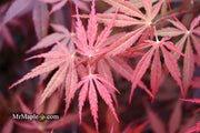 - FOR PICK UP ONLY | Acer palmatum 'Red Bird' Japanese Maple Tree | DOES NOT SHIP - Mr Maple │ Buy Japanese Maple Trees