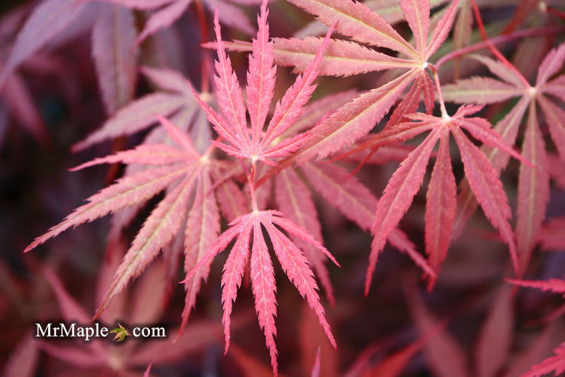 - FOR PICK UP ONLY | Acer palmatum 'Red Bird' Japanese Maple Tree | DOES NOT SHIP - Mr Maple │ Buy Japanese Maple Trees