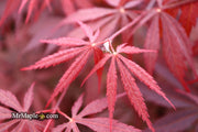 - FOR PICK UP ONLY | Acer palmatum 'Red Bird' Japanese Maple Tree | DOES NOT SHIP - Mr Maple │ Buy Japanese Maple Trees