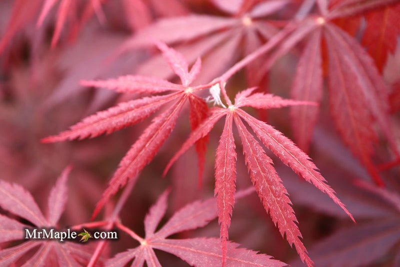 - FOR PICK UP ONLY | Acer palmatum 'Red Bird' Japanese Maple Tree | DOES NOT SHIP - Mr Maple │ Buy Japanese Maple Trees