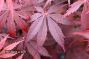 - FOR PICK UP ONLY | Acer palmatum 'Red Bird' Japanese Maple Tree | DOES NOT SHIP - Mr Maple │ Buy Japanese Maple Trees