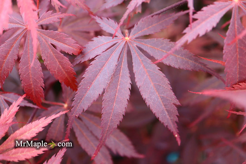 - FOR PICK UP ONLY | Acer palmatum 'Red Bird' Japanese Maple Tree | DOES NOT SHIP - Mr Maple │ Buy Japanese Maple Trees