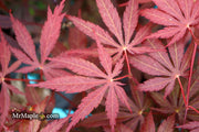 - FOR PICK UP ONLY | Acer palmatum 'Red Bird' Japanese Maple Tree | DOES NOT SHIP - Mr Maple │ Buy Japanese Maple Trees