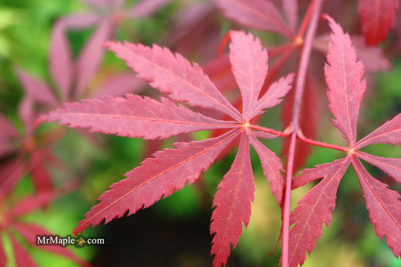 - FOR PICK UP ONLY | Acer palmatum 'Red Bird' Japanese Maple Tree | DOES NOT SHIP - Mr Maple │ Buy Japanese Maple Trees