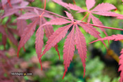 - FOR PICK UP ONLY | Acer palmatum 'Red Bird' Japanese Maple Tree | DOES NOT SHIP - Mr Maple │ Buy Japanese Maple Trees