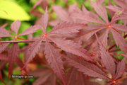 - FOR PICK UP ONLY | Acer palmatum 'Red Bird' Japanese Maple Tree | DOES NOT SHIP - Mr Maple │ Buy Japanese Maple Trees