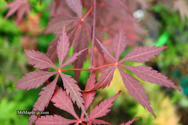 - FOR PICK UP ONLY | Acer palmatum 'Red Bird' Japanese Maple Tree | DOES NOT SHIP - Mr Maple │ Buy Japanese Maple Trees