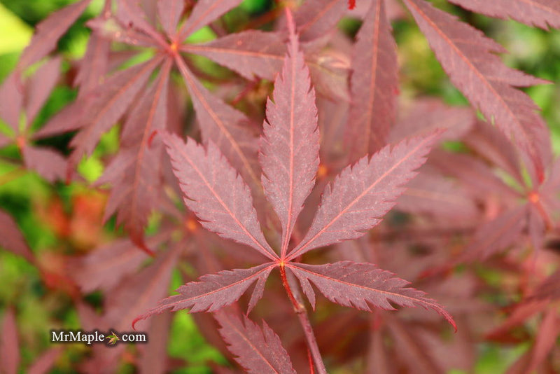 - FOR PICK UP ONLY | Acer palmatum 'Red Bird' Japanese Maple Tree | DOES NOT SHIP - Mr Maple │ Buy Japanese Maple Trees