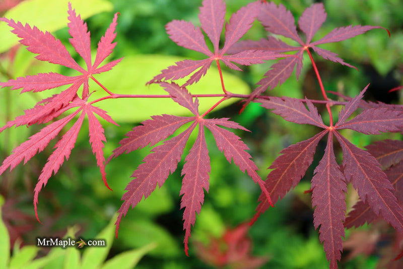 - FOR PICK UP ONLY | Acer palmatum 'Red Bird' Japanese Maple Tree | DOES NOT SHIP - Mr Maple │ Buy Japanese Maple Trees