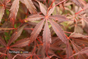 - FOR PICK UP ONLY | Acer palmatum 'Red Bird' Japanese Maple Tree | DOES NOT SHIP - Mr Maple │ Buy Japanese Maple Trees