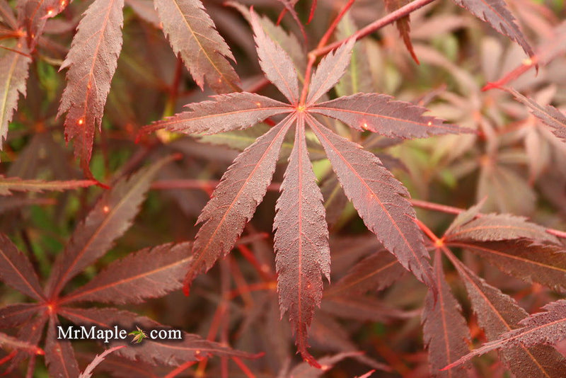 - FOR PICK UP ONLY | Acer palmatum 'Red Bird' Japanese Maple Tree | DOES NOT SHIP - Mr Maple │ Buy Japanese Maple Trees