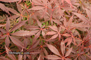 - FOR PICK UP ONLY | Acer palmatum 'Red Bird' Japanese Maple Tree | DOES NOT SHIP - Mr Maple │ Buy Japanese Maple Trees