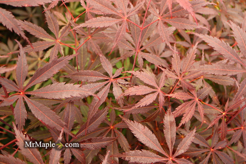 - FOR PICK UP ONLY | Acer palmatum 'Red Bird' Japanese Maple Tree | DOES NOT SHIP - Mr Maple │ Buy Japanese Maple Trees