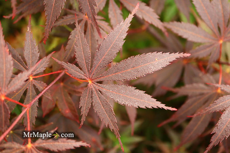 - FOR PICK UP ONLY | Acer palmatum 'Red Bird' Japanese Maple Tree | DOES NOT SHIP - Mr Maple │ Buy Japanese Maple Trees
