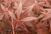 - FOR PICK UP ONLY | Acer palmatum 'Red Bird' Japanese Maple Tree | DOES NOT SHIP - Mr Maple │ Buy Japanese Maple Trees