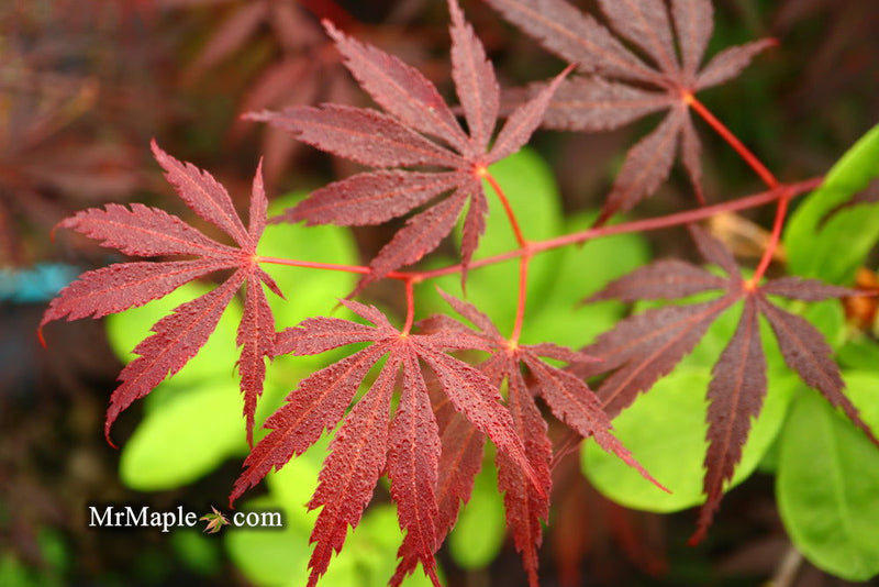 - FOR PICK UP ONLY | Acer palmatum 'Red Bird' Japanese Maple Tree | DOES NOT SHIP - Mr Maple │ Buy Japanese Maple Trees