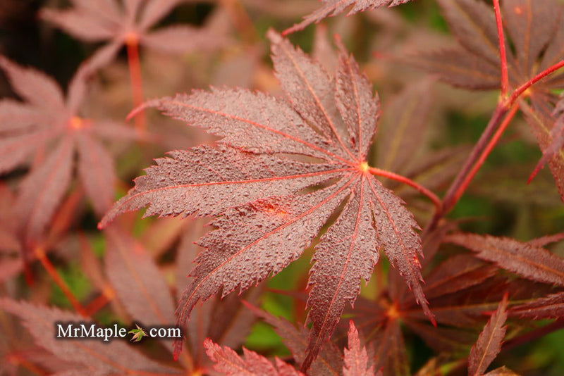 - FOR PICK UP ONLY | Acer palmatum 'Red Bird' Japanese Maple Tree | DOES NOT SHIP - Mr Maple │ Buy Japanese Maple Trees