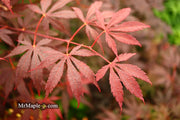 - FOR PICK UP ONLY | Acer palmatum 'Red Bird' Japanese Maple Tree | DOES NOT SHIP - Mr Maple │ Buy Japanese Maple Trees