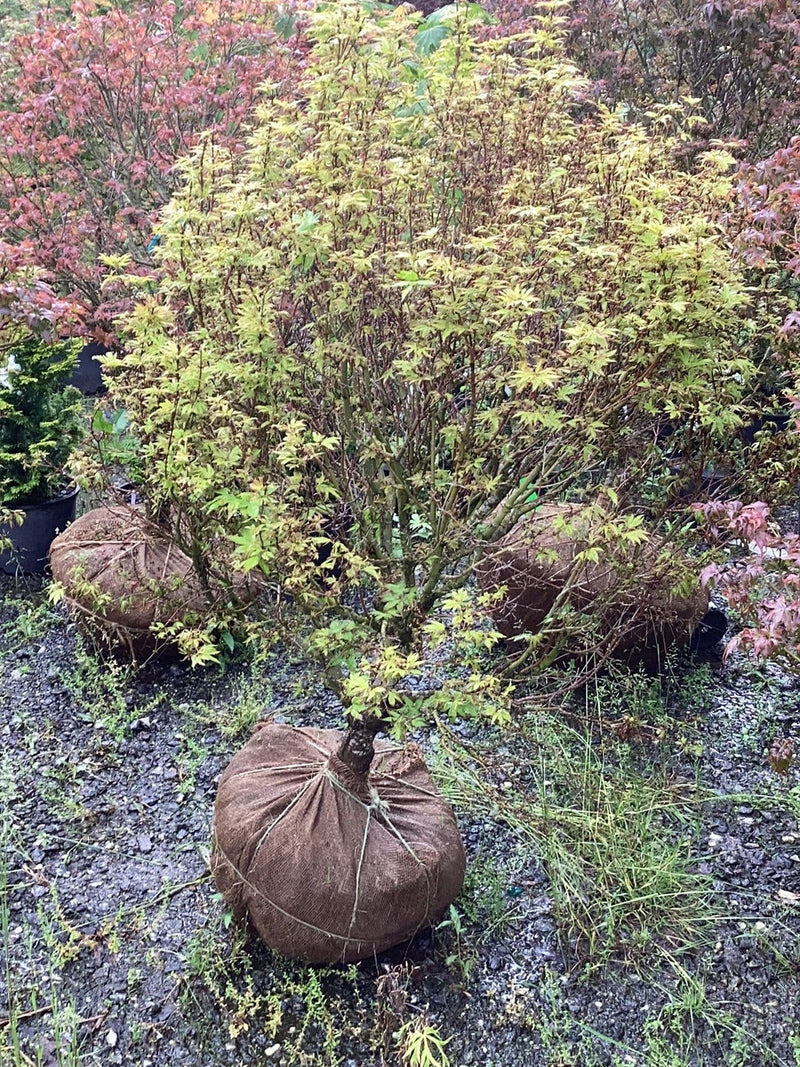 - FOR PICK UP ONLY | Acer palmatum 'Ryugu' Dwarf Japanese Maple | DOES NOT SHIP - Mr Maple │ Buy Japanese Maple Trees