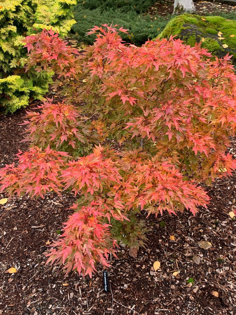 - FOR PICK UP ONLY | Acer palmatum 'Ryugu' Dwarf Japanese Maple | DOES NOT SHIP - Mr Maple │ Buy Japanese Maple Trees