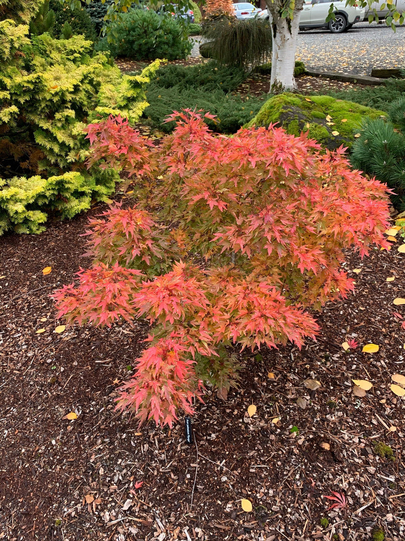 - FOR PICK UP ONLY | Acer palmatum 'Ryugu' Dwarf Japanese Maple | DOES NOT SHIP - Mr Maple │ Buy Japanese Maple Trees