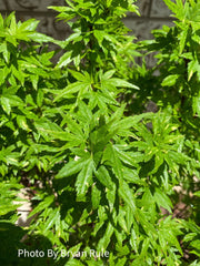- FOR PICK UP ONLY | Acer palmatum 'Ryugu' Dwarf Japanese Maple | DOES NOT SHIP - Mr Maple │ Buy Japanese Maple Trees