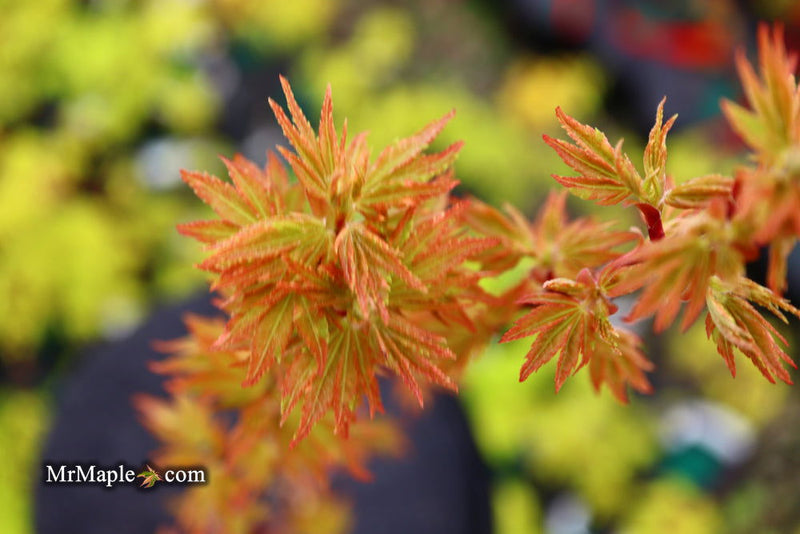 - FOR PICK UP ONLY | Acer palmatum 'Ryugu' Dwarf Japanese Maple | DOES NOT SHIP - Mr Maple │ Buy Japanese Maple Trees