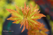 - FOR PICK UP ONLY | Acer palmatum 'Ryugu' Dwarf Japanese Maple | DOES NOT SHIP - Mr Maple │ Buy Japanese Maple Trees