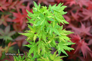 - FOR PICK UP ONLY | Acer palmatum 'Ryugu' Dwarf Japanese Maple | DOES NOT SHIP - Mr Maple │ Buy Japanese Maple Trees